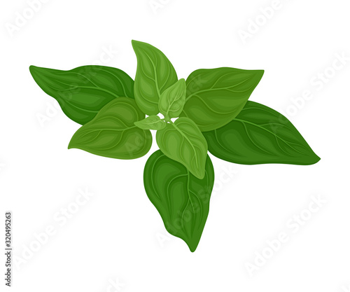 Mint Twig as Kitchen Herb for Cooking Vector Element