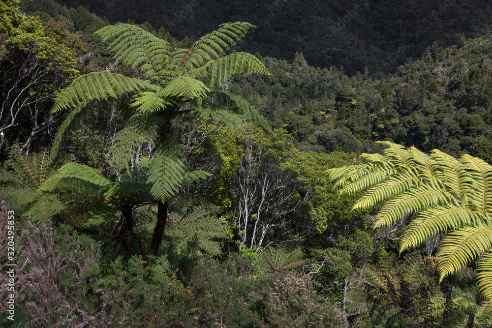 Forest and ferns. Northland New Zealand Forest and ferns. Northland New Zealand