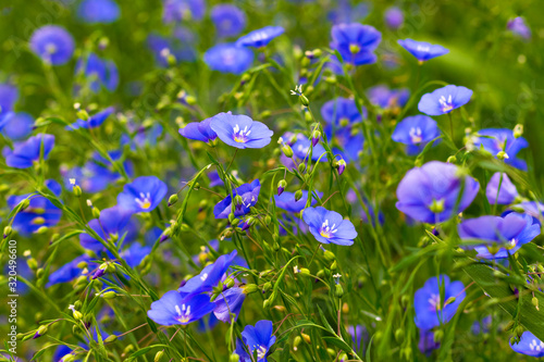 Blue and purple flax flowers among green leaves_