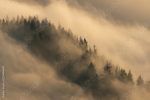 Fototapeta Naklejka Na Ścianę i Meble -  Trees surrounded with fog in morning sun, Slovakia