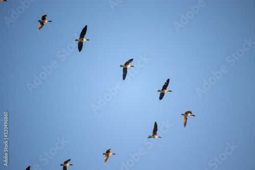 A flock of wild geese flying on the blue sky and forming a triangle shape.