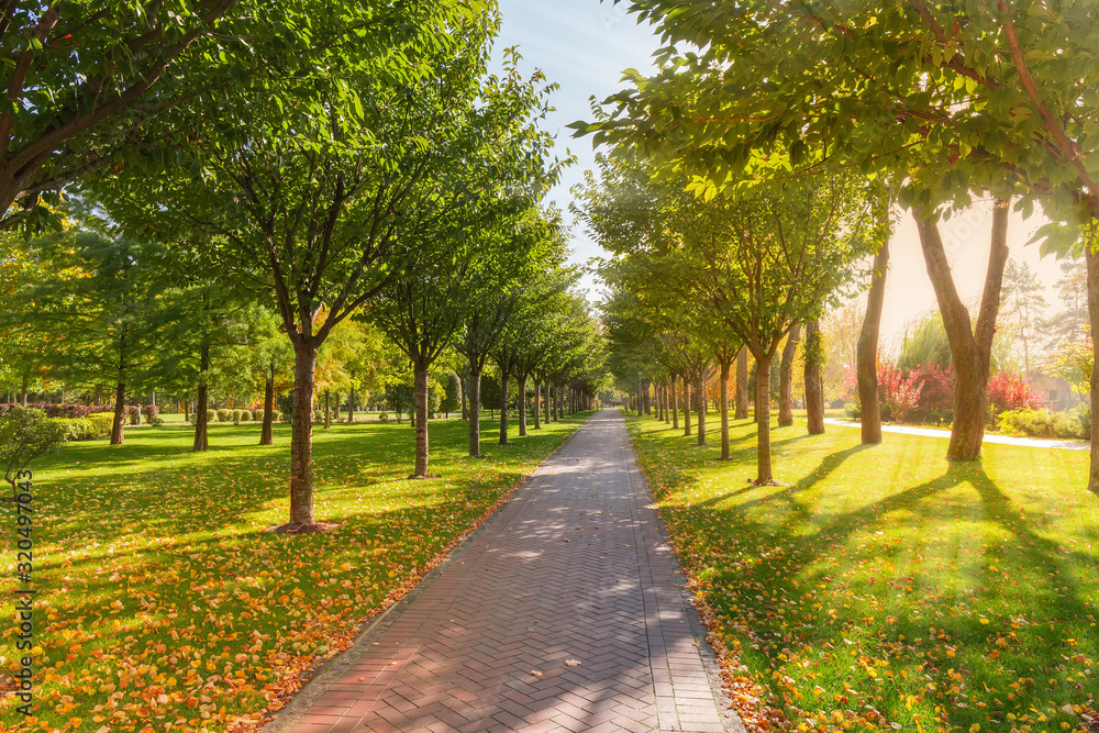 Alley in autumn park with cherry blossom trees on sides Alley in autumn park with cherry blossom trees on sides