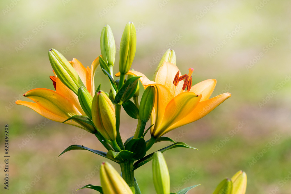 Orange lilies with buds on light blurred background_ Orange lilies with buds on light blurred background_