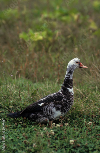 Canard de Barbarie