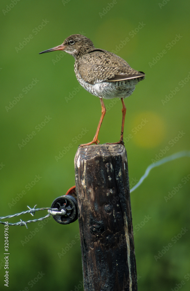 Chevalier gambette,.Tringa totanus, Common Redshank Chevalier gambette,.Tringa totanus, Common Redshank