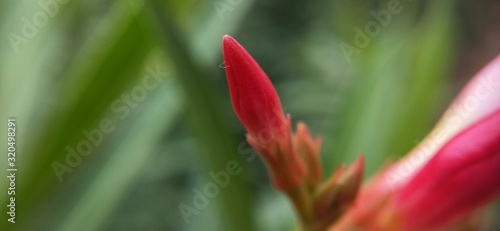 pink flower in center in closeup, Amazing view of red and white in middle of the flower. Macro closeup of red flowerred flower in macro close up with out focus photo