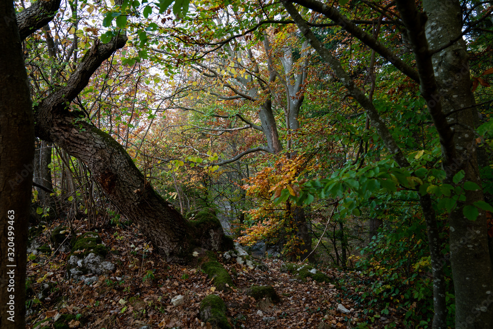 tree in forest