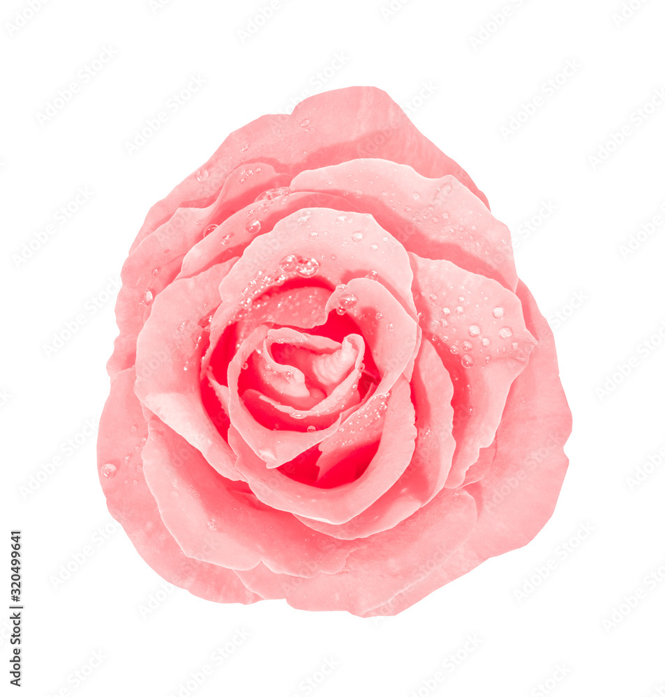 Pink rose with water drops isolated on white background. Pink rose with water drops isolated on white background.