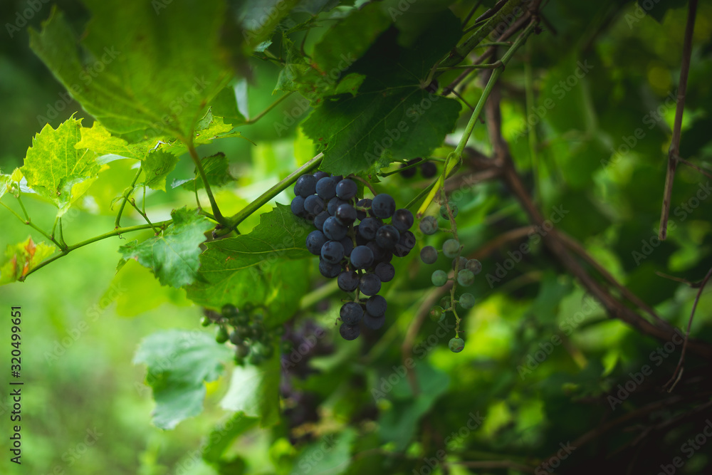 Purple grapes on a branch in the garden