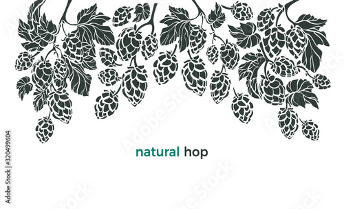 Set of hop. Vector botany border. Bio beverage