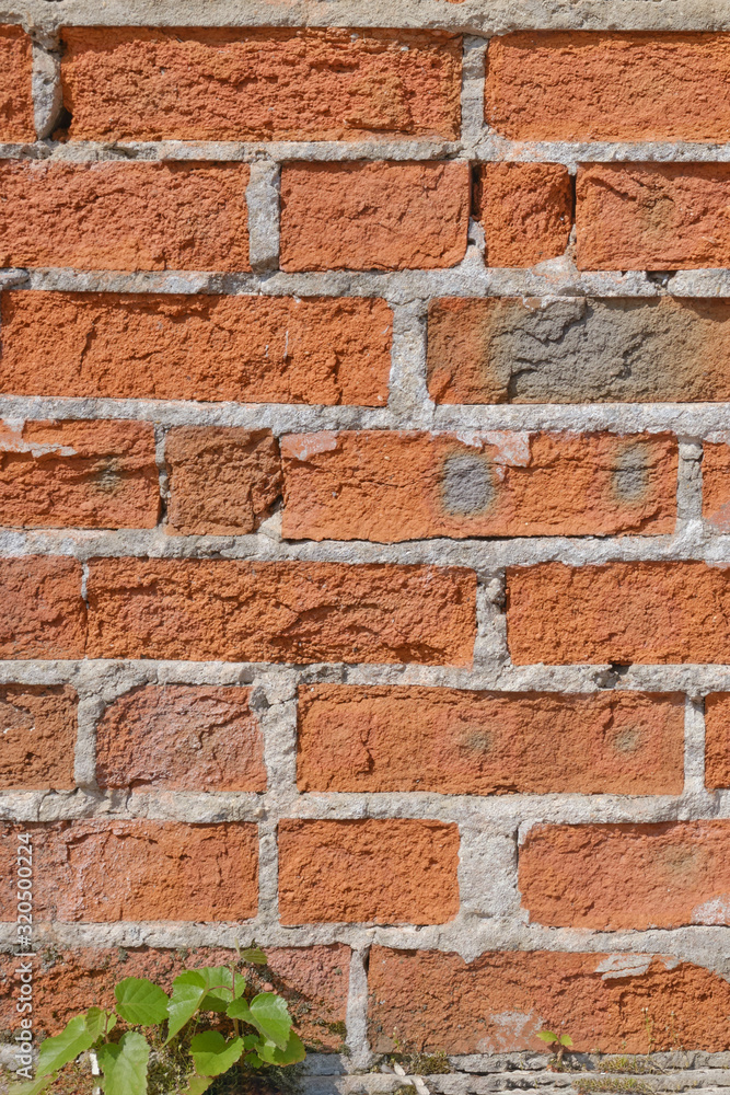 Obraz premium Background of old brickwork with a sprouting tree sprout