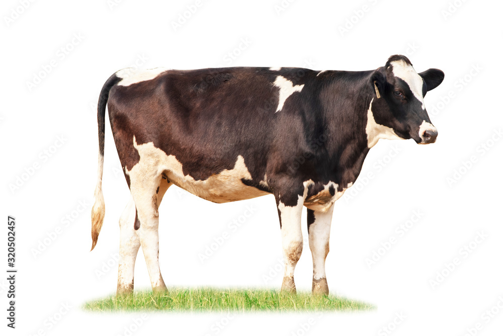 Black and white cow image isolated on the white background. Black and white cow image isolated on the white background.