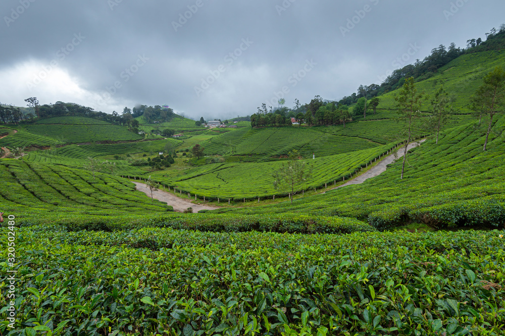 Tea Plantation, Munnar, Kerala, India