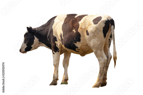 Black and white cow image isolated on the white background.