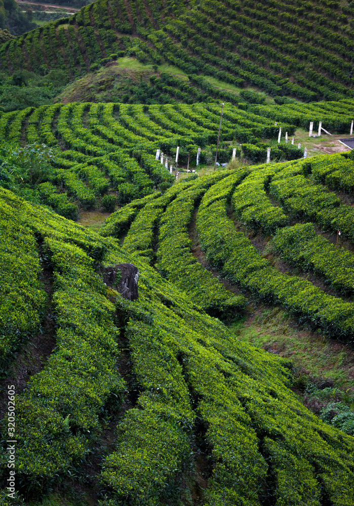 Tea plantation, Munnar, Kerala, India