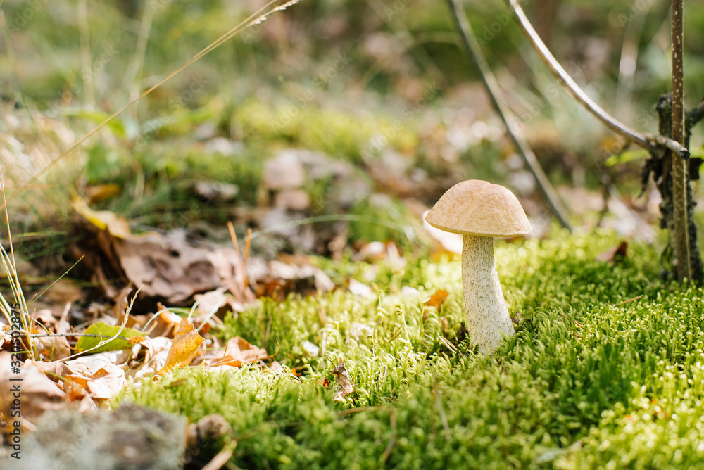 The boletus mushroom grows in the forest in the moss The boletus mushroom grows in the forest in the moss