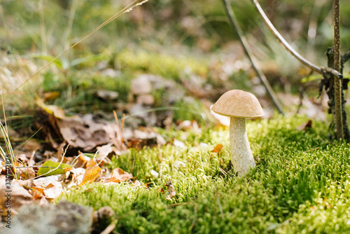 The boletus mushroom grows in the forest in the moss