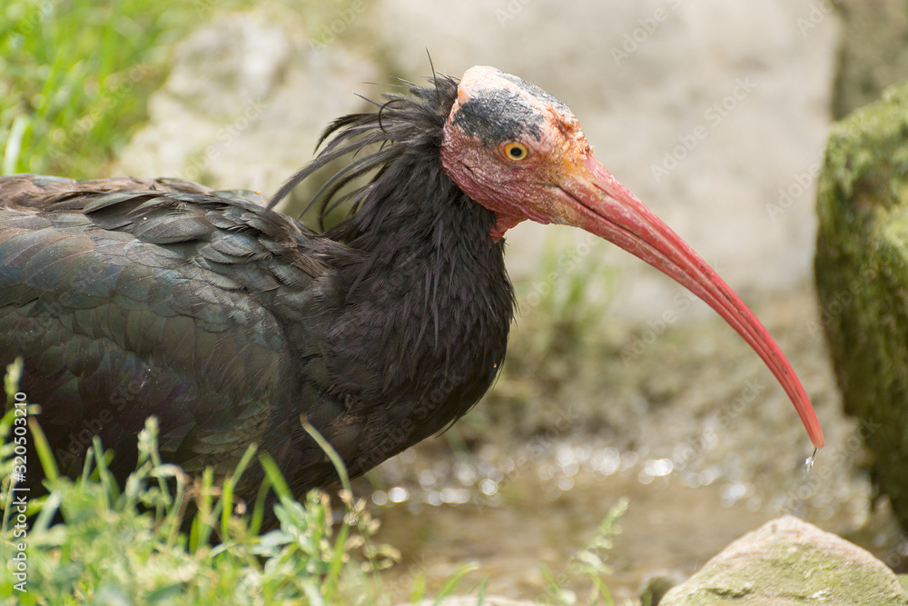 Northern bald ibis (Geronticus eremita), also known as the hermit ibis. Black bird with red face. Northern bald ibis (Geronticus eremita), also known as the hermit ibis. Black bird with red face.