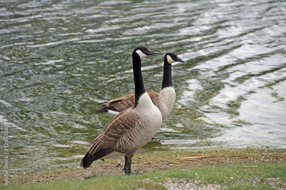 Obraz premium Kanada-Gans