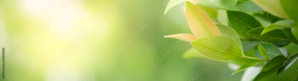 Obraz premium Nature of green leaf in garden at summer. Natural green leaves plants using as spring background cover page greenery environment ecology wallpaper