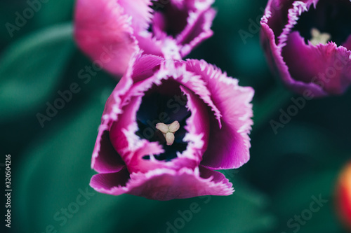 Flower background, garden flowers. Valentine’s card. 8 March flowers card. Purple tulip close-up. Abstract background. Space in background for text, your words. 