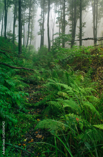 natural green forest, wilderness jungle landscape