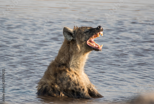 Fototapeta Dangerous spotted hyena sitting in pond and taking baths and yawning and showing huge teeth