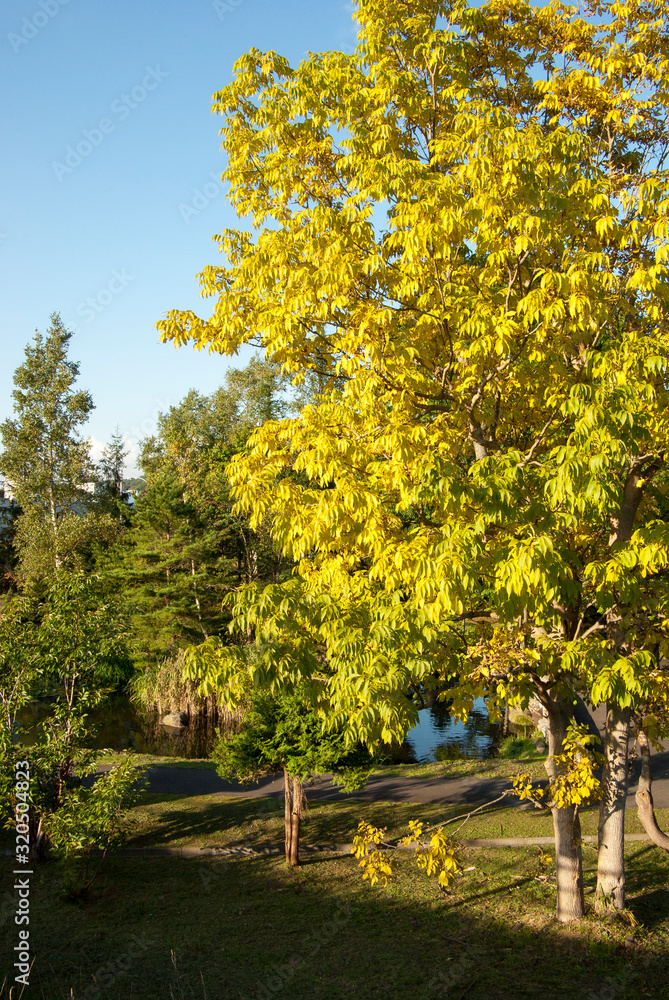 Fototapeta premium Jesienne światło w lesie