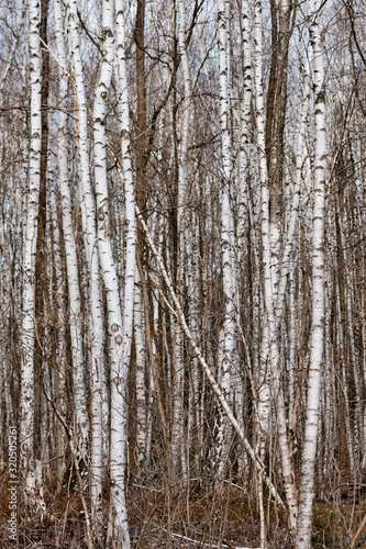 A forest of white birch trees giving a beautiful natural pattern. Seen in Nuremberg, Germany, in March 2019