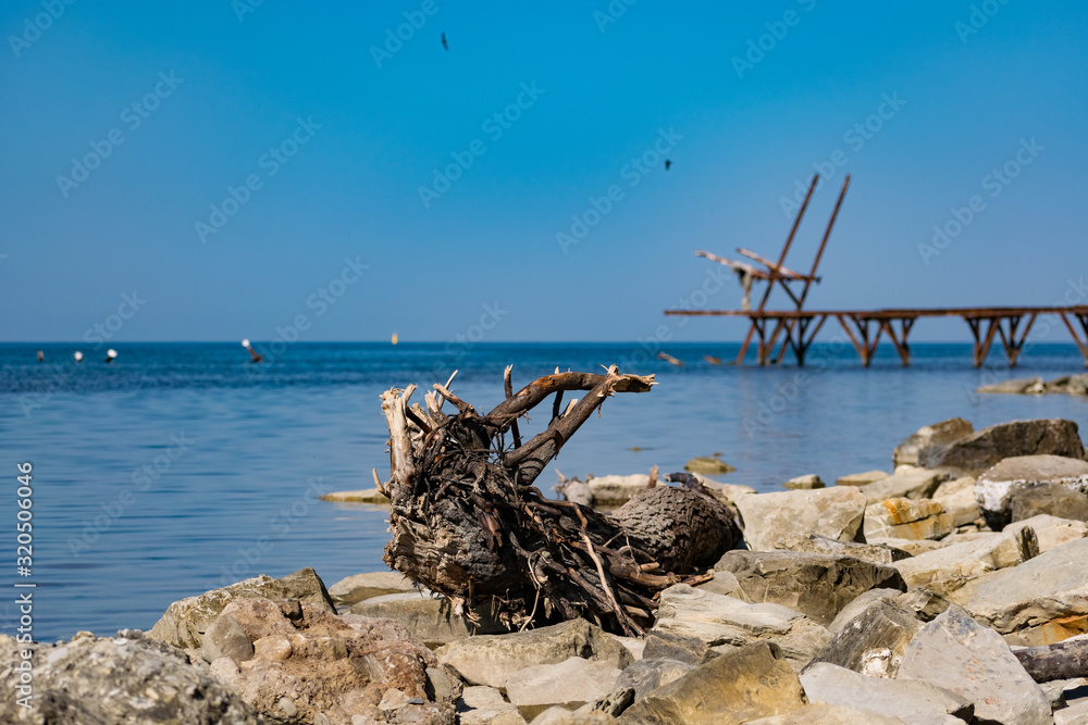 Old snags on a blue background, whimsical and crooked branches on felled dried tree trunks, lie chaotically in the sunlight, on a warm bright day.