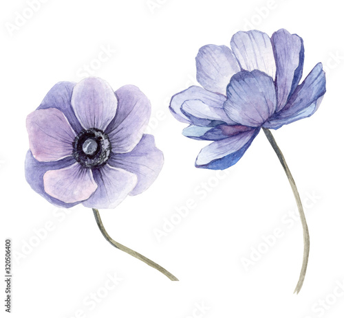 set watercolor illustration beautiful blue anemone background