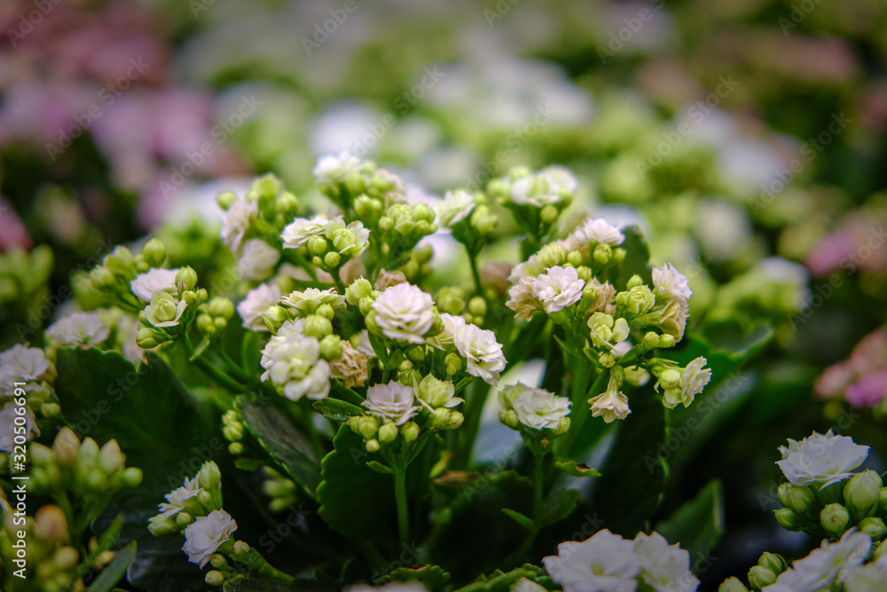 Kalanchoe blossfeldiana flower is a herbaceous and commonly cultivated house plant of the genus Kalanchoe native to Madagascar Kalanchoe blossfeldiana flower is a herbaceous and commonly cultivated house plant of the genus Kalanchoe native to Madagascar