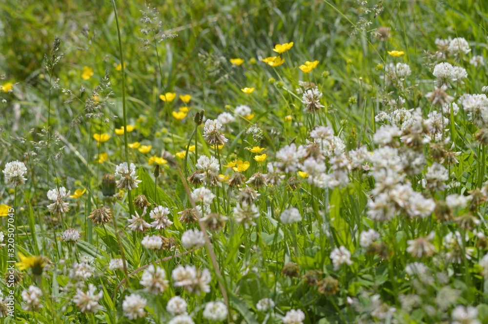 Fototapeta premium A carpet of white clover flowers.