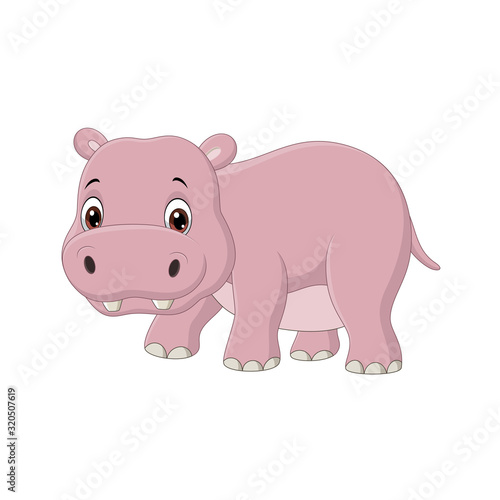 Cute baby hippo on white background