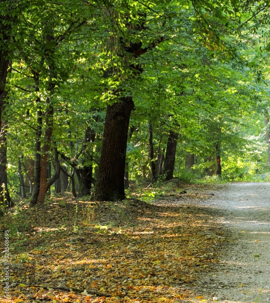 Fototapeta premium Path in the forest with trees in the backgrounds