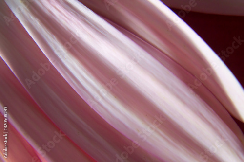 abstract texture of pink flower petals isolated background