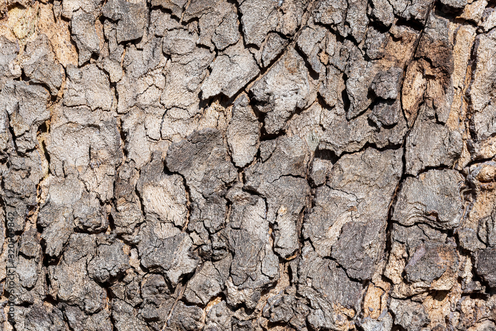 Old wood background.Wooden background or texture Old wood background.Wooden background or texture