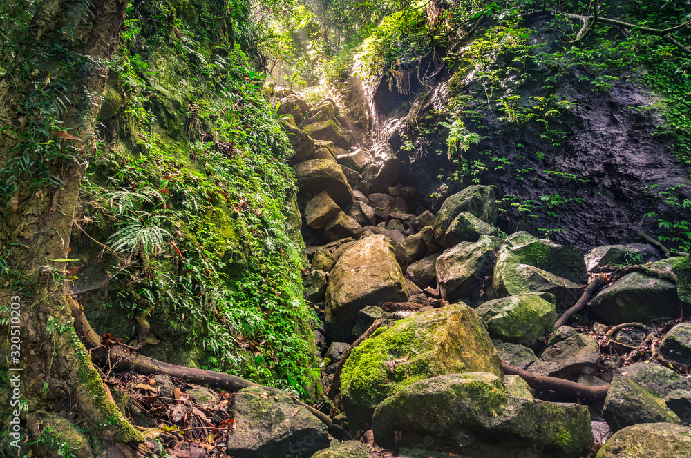 Forest landscape with rocky gorge with green moss and tropical vegetation Forest landscape with rocky gorge with green moss and tropical vegetation