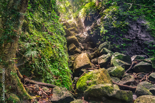 Forest landscape with rocky gorge with green moss and tropical vegetation