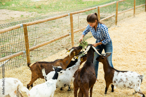 Obraz na plátně Female farmer feeding goats