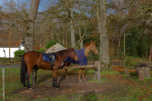 Horses resting in Kelchterhoef park which is a wonderful family-friendly walking park locateelchterhoef is a wonderful family-friendly walking park located in the centre of de Wijers, Limburg, Belgium photo