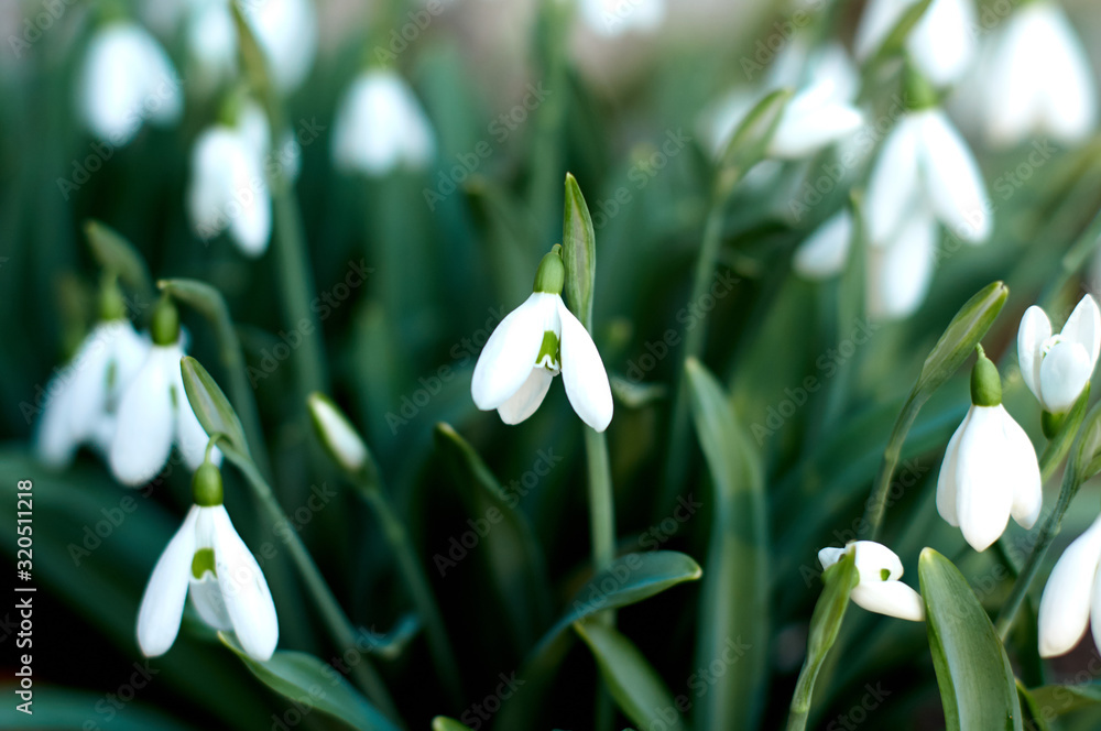 snowdrops in the spring forest. snowdrops in the spring forest.