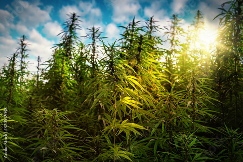 Hemp Field with Sun on Blue Sky. Green Grass Marijuana Plants with Sunlight.