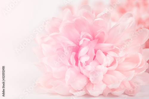 Beautiful pink chrysanthemum flowers in soft style for background