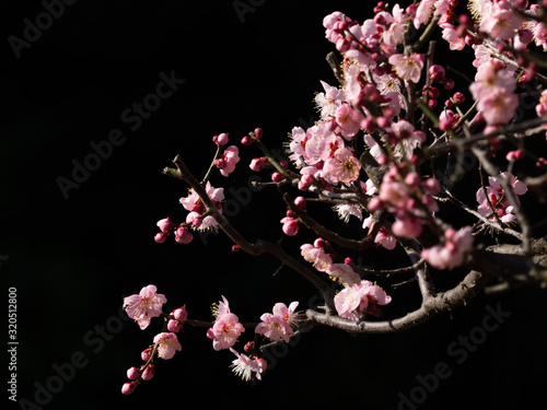 早咲きの梅　黒背景　日本　２月 photo