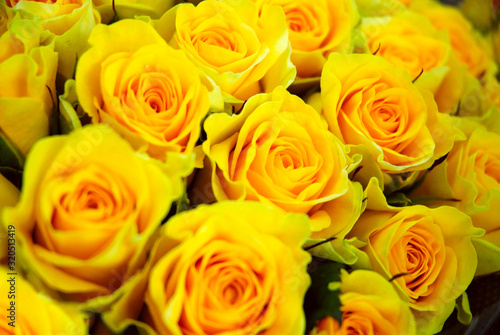 Group of beautiful yellow roses texture background