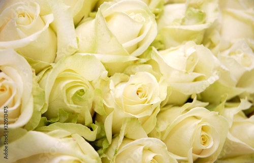 Group of beautiful white roses texture background