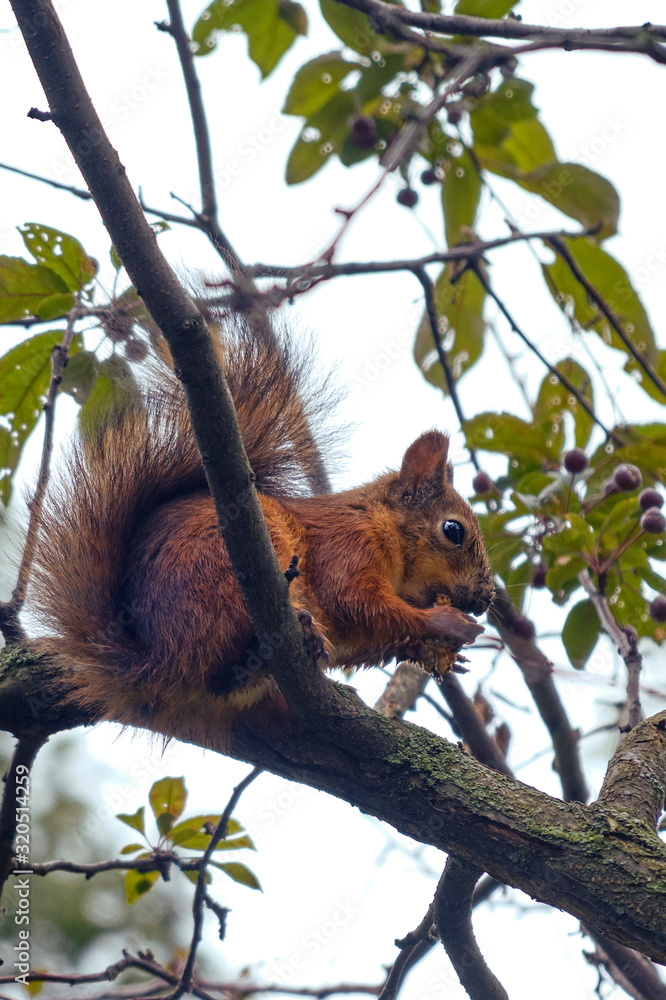 Obraz premium Squirrel eating a nut on a tree branch