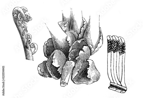 Giant fern (Angiopteris evecta) - Antique engraved illustration from Brockhaus Konversations-Lexikon 1908 photo