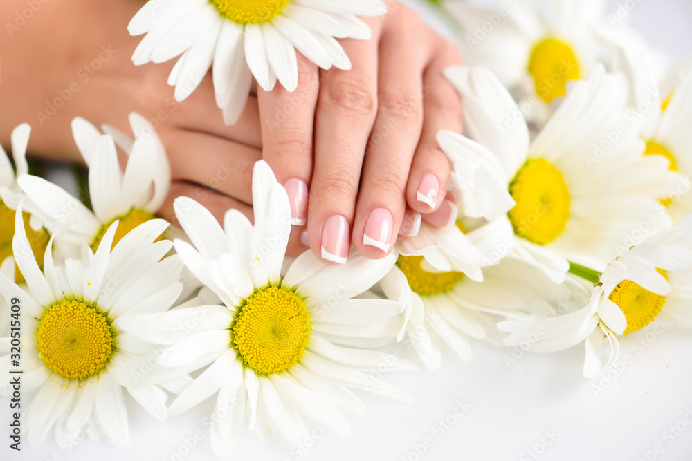 Beautiful woman french manicured hands with fresh daisy flowers Beautiful woman french manicured hands with fresh daisy flowers